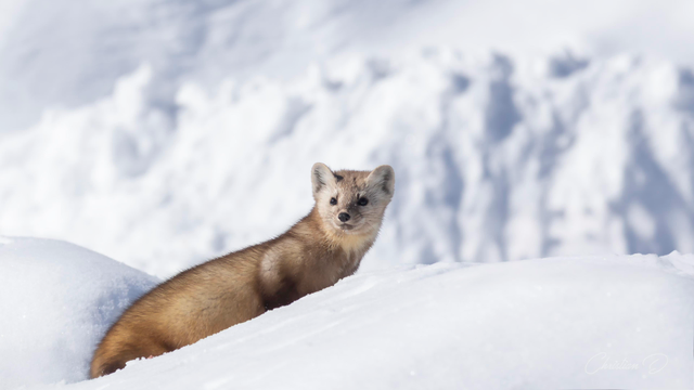 Martre d’Amérique, agile chasseuse des bois nordiques, parfaitement adaptée aux hivers québécois.(American Marten)