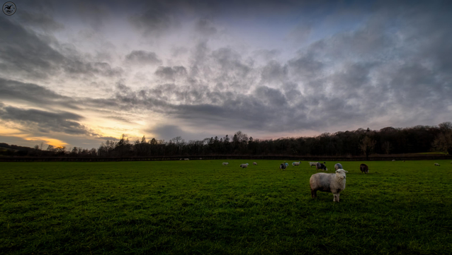 Cloud filled evening sky over trees and field of sheep 