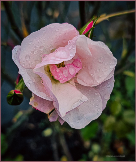 A small, barely open, pink and white rose sits at the end of a bare thorny branch. It is covered with raindrops. There are two other rose buds which may open in the next couple of days