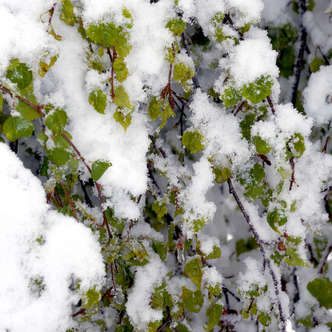 Nahaufnahme von dünnen Ästen mit kleinen, grünen Blättern, die von einer dicken Schneeschicht bedeckt sind. Die frischen Blätter kontrastieren mit dem weißen Schnee, der unregelmäßig auf den Ästen und Blättern liegt. Im Hintergrund ist eine weitere Ansammlung von Ästen und Schnee zu sehen.