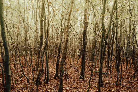 Dense forest in autumn