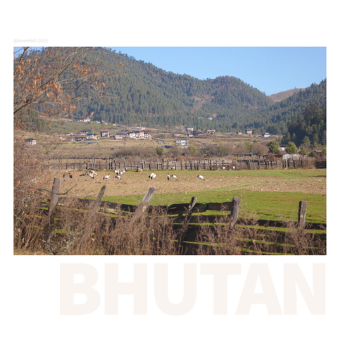 Could see a gathering of cranes in a paddock far in the distance