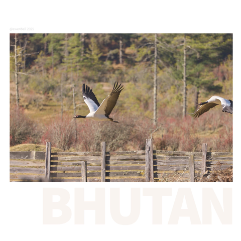 Eventually the crane pairs had finished brekky in the paddock, and were ready to head off to look for more snacks elsewhere.