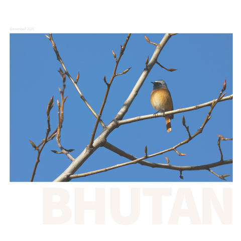 Hodgson's Redstart enjoying the winter light in Paro