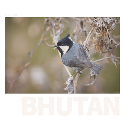 Rufous-vented Tit clinging to the dried stalks of alpine flowers