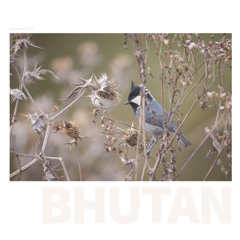 Tit loking for things to munch on amongst the dried stalks