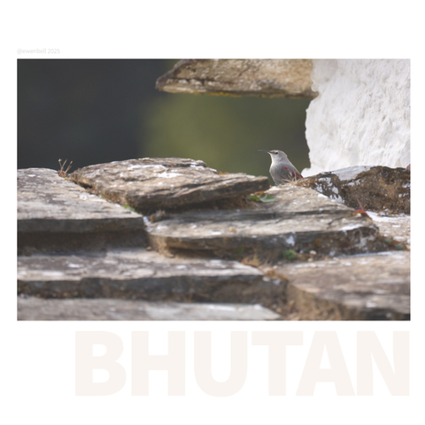 Wall Creeper popping it's head above the rocks that line a row of Chorten