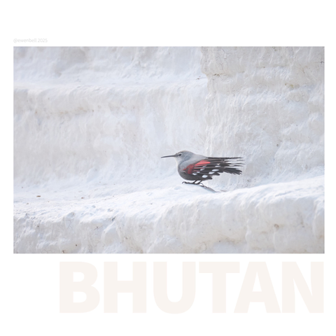 Detailed shot of a Wall Creeper, taken at 500mm on teh Lumix S1RII and cropped from 45MP to maybe 5MP.