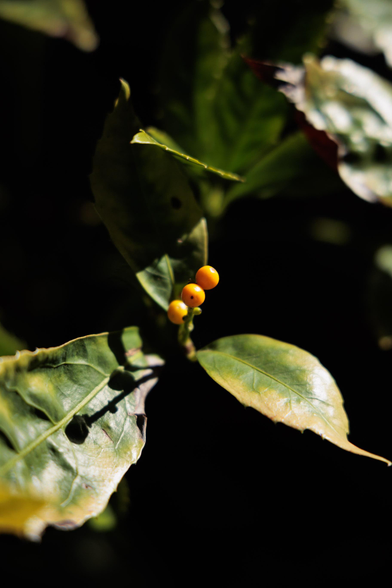 A close-up of dark green leaves with three small yellow berries set against a blurred dark background.