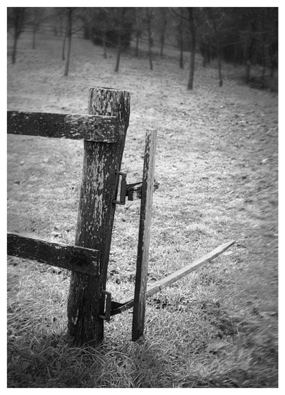 A black and white photo of a broken and open gate on a fence of an orchard or something