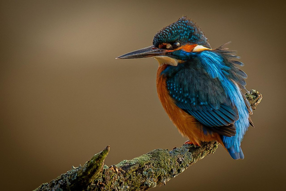 A bright-eyed kingfisher pauses briefly on a branch.