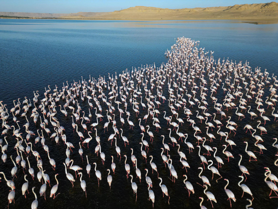 Flamingos gather at Qarun Lake.