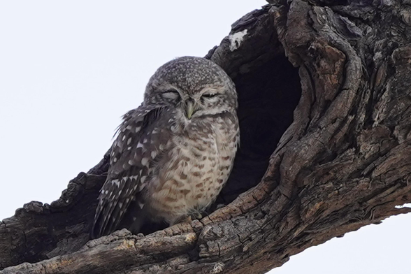 An owl takes a nap on a tree.