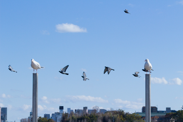 ドバトとユリカモメ