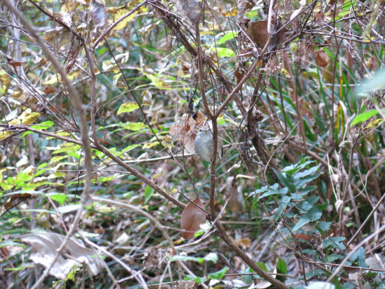 細い枝に止まる小さな鳥　ちょうど正面の顔
