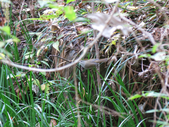 細い枝に止まる小さい鳥　周囲の枯れ枝の色に紛れて分かりづらい