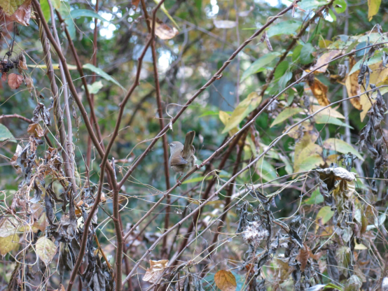 細い枝にとまる小さい鳥　お尻側