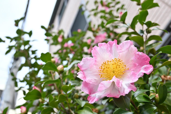 白地に花びらの縁がピンクになっているサザンカが咲いている様子を見上げるように。/ 2025.12.11 錦小路通から