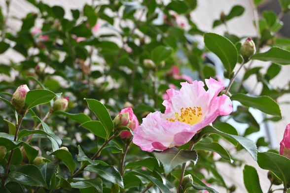 白地に花びらの縁がピンクになっているサザンカが斜め上方向へ空を仰ぐように咲いている。/ 2025.12.11 錦小路通から