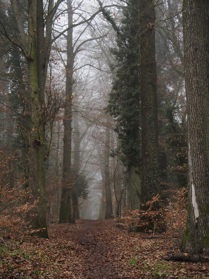 Herbstlicher Waldweg. Auf dem Boden liegt Laub und im Verlauf des Weges wird es nebliger.