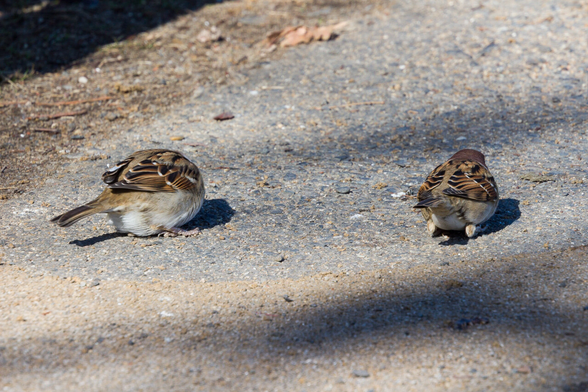 スズメの後ろ姿