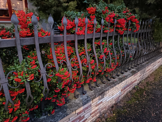 Metal curved bars fence with berries hanging between the bars partly covering them.