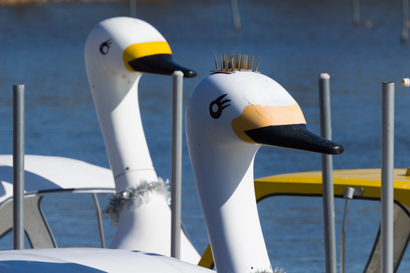 スワンボートの頭部分