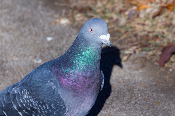 首にピントが合っているドバトの写真