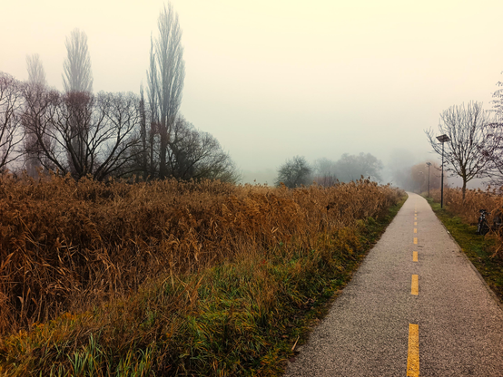 Cycle path leading into the fog. Reed with autumn colors at the side of the path.