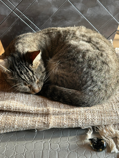 Luna, la gata casera que no le gusta mucho la calle, acurrucada junto a mí en una sillita con las telas del Atrezzo,. Haciéndole compañía la figurita gatito negro y dorado de resina. (Indicaban que era piedra natural 🌝)