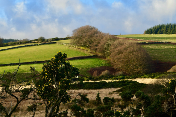 Gorse bush and winter fields behind,