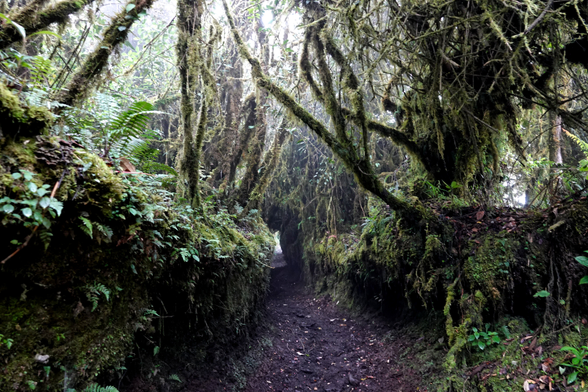 Blick auf einen Hohlweg. Der Boden besteht aus dunkler, feuchter Erde. Links und rechts wird der Pfad von etwa einem Meter hohen Kanten eingefaßt, die mit Moosen und Farnen überwuchert sind. Dicht mit Moos bewachsene Äste ragen kreuz und quer über den Weg. Weiter hinten bildet die Vegetation einen Tunnel.