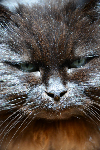 Portrait resserré d'une chatte noire de face, regard indéfinissable