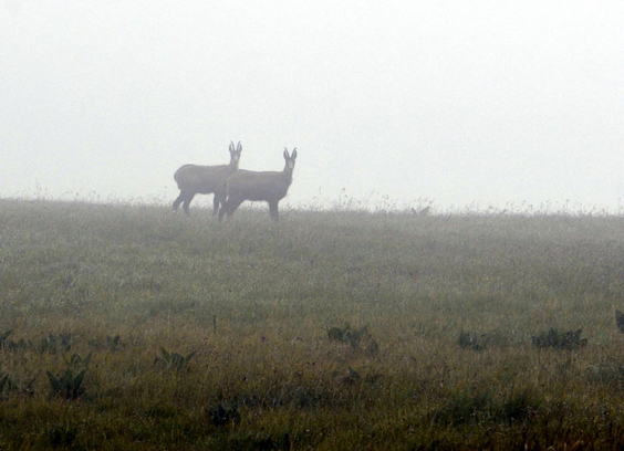 Dans les Vosges, deux chamois apparaissent dans la brume, regards tournés vers l'objectif.