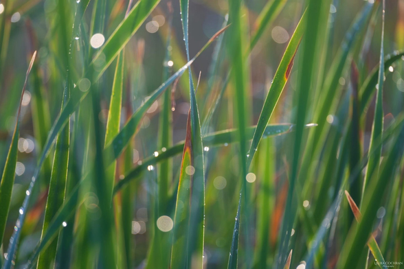 Grasses in the early morning light. 