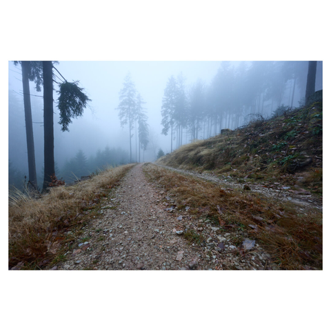 Landscape image showing a broad gravel hiking trail descending down a wooded mountainside. The light is very cool, with dense blue-ish fog hanging over the scene.