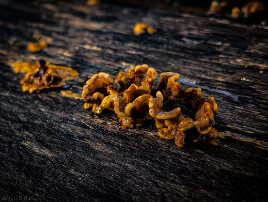 A close-up, low-angle shot of a small cluster of yellowish-brown, convoluted, or jelly-like fungus growing on a dark, textured wooden surface.

They have a ruffled, somewhat gelatinous, and ear-like appearance. The dominant color of the fungus is a mix of rich golden-yellow, amber, and deep brown.