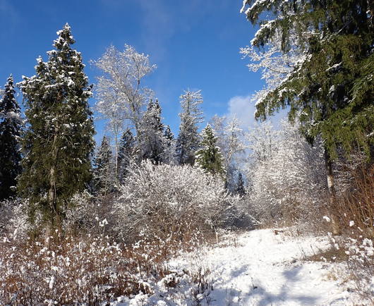 An edge of a forest, with all big trees, bushes, and the ground covered with first snow, and lit by the sun. The sky is blue and clear.