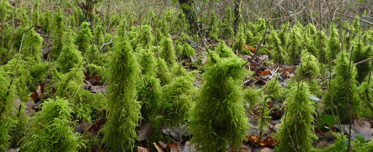 An array of moss towers.