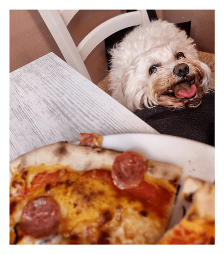 The photo is of a white, fluffy dog (Tommy) sitting on a chair, gazing up longingly at a plate of pizza on a table. His tongue is hanging out. The pizza is in the foreground and the crust is slightly charred.