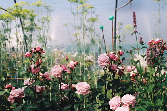 A 35mm film photograph of pale pink roses in bloom, growing in neat rows in a garden. The rose bushes are dense with flowers and buds, their dark green leaves contrasting with the soft pink petals. Behind them, tall, airy plants with delicate yellow-green seed heads and slender stems rise against a hazy blue sky. Thin garden wires and posts are visible, giving the scene a cultivated but gentle, almost dreamlike quality typical of film photography.
