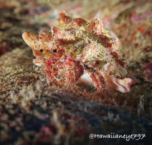 A hermit crab crawling over an ocean reef. It has mostly red legs covered with spiky hairs and yellow eye stalks with black eyes. Its shell is irregular and covered with wavy tan and beige ridges.