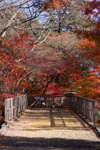 紅く染まった紅葉と、イチョウの鮮やかな登り橋