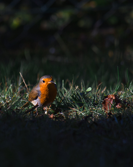 a european robin looking for food on the ground