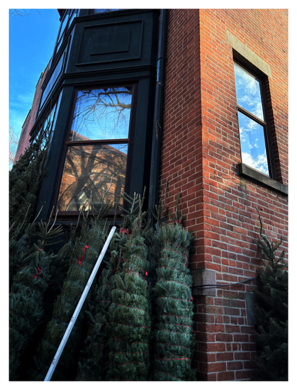 Photo of the corner of a red brick apartment building with one sunlit side and one side in shadow. Tall Christmas trees for sale, bound in red or blue twine, lean against the wall on the shaded side underneath an upper-story window. The windowpane reflects tree branch shadows playing on a window with a pointed arch on the facade of a church across the way, under a blue sky. A skinny white measuring stick marked with various heights and prices leans against the trees. On the building’s sunny side, another high window reflects clouds and blue sky, with another Christmas tree underneath.