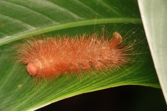 An orange caterpillar on a leaf. Its body is covered with a very thick blanker of hair. Some of the hair is gathered into a short tail at the end of the caterpillar.