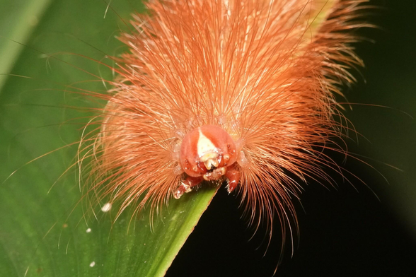A closer view of the head of the caterpillar. It is round, with a white patch in the middle of the forehead.