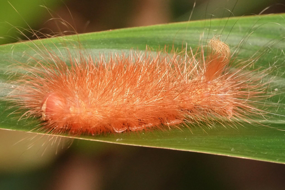 Another side view of the caterpillar, showing off the thick blanket of long hair.