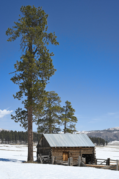 In a snowy landscape, a ponderosa pine rises into a clear blue sky from beside a small wooden structure with a corrugated metal roof.