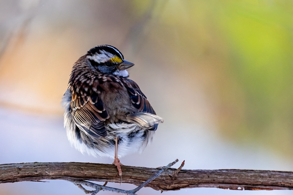 White throated sparrow standing on one leg.